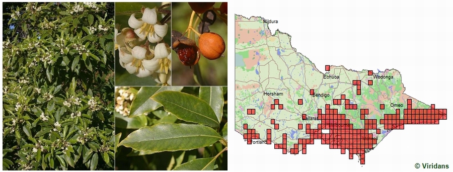 Pittosporum undulatum