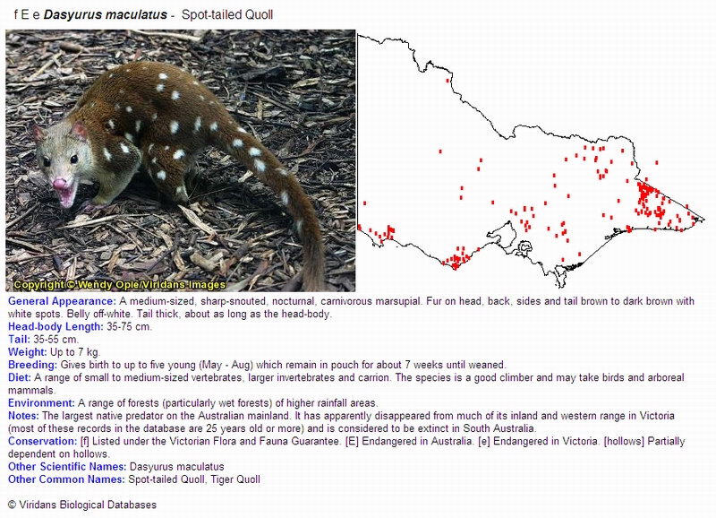 Spot-tailed Quoll