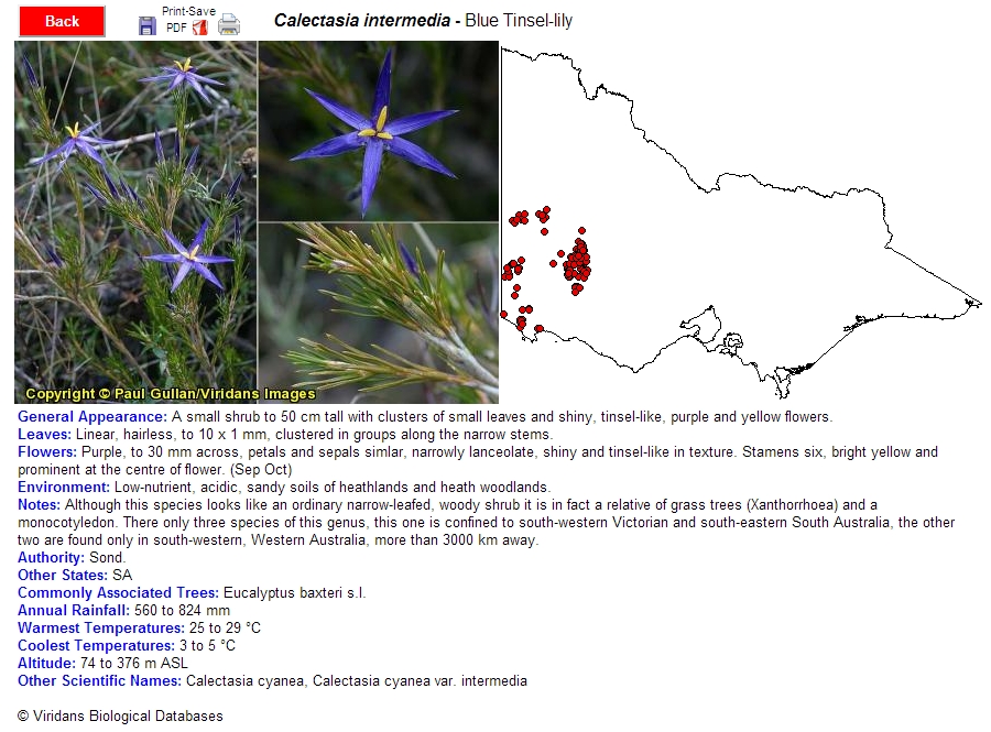 Calectasia intermedia