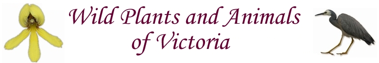 Wild Things of Victoria